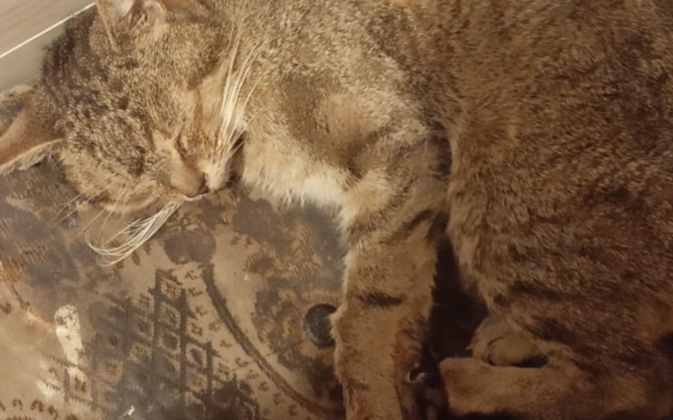 
        Zbiórka Kotek Majki pogryziony przez psa - zdjęcie główne
    