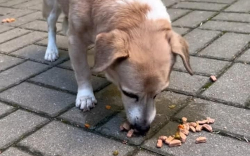 
        Zbiórka Bez naszej pomocy.....odejdzie - zdjęcie główne
    