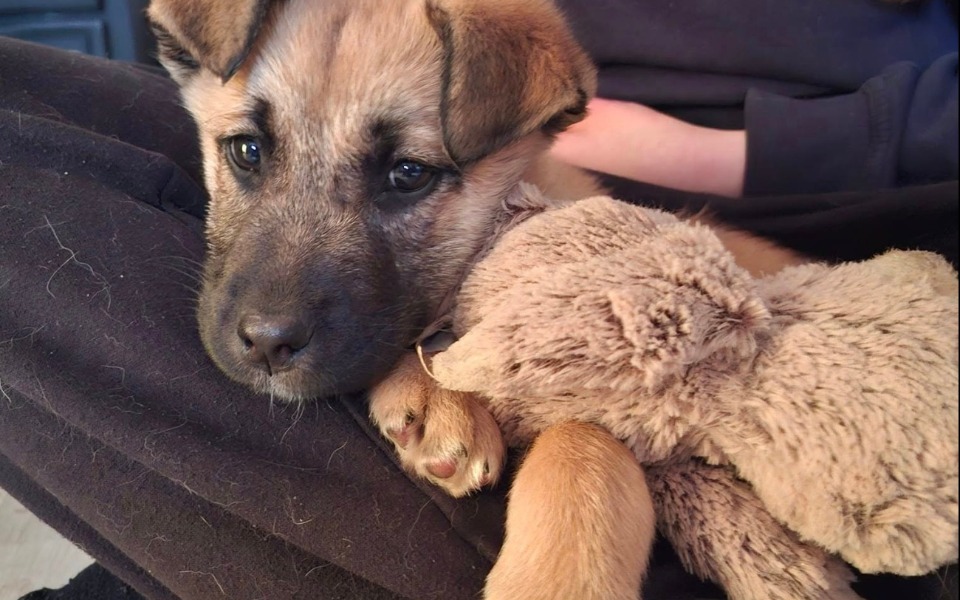 
        Zbiórka Pomóż Layli wrócić do zdrowia - zdjęcie główne
    