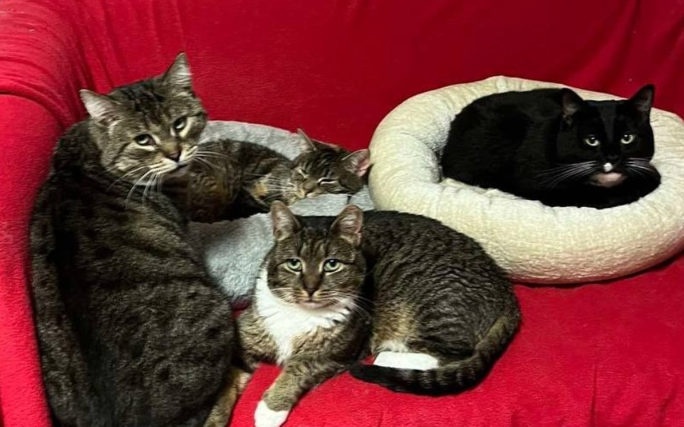 
        Zbiórka Pomóż nakarmić koty - zdjęcie główne
    