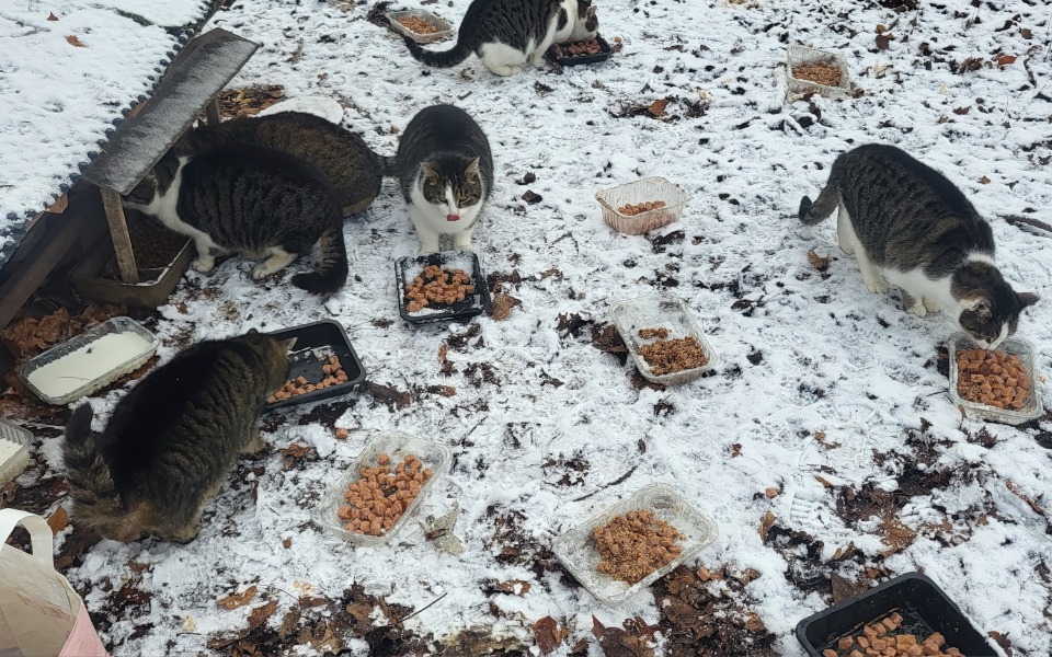 
        Zbiórka Karma dla bezdomnych - zdjęcie główne
    