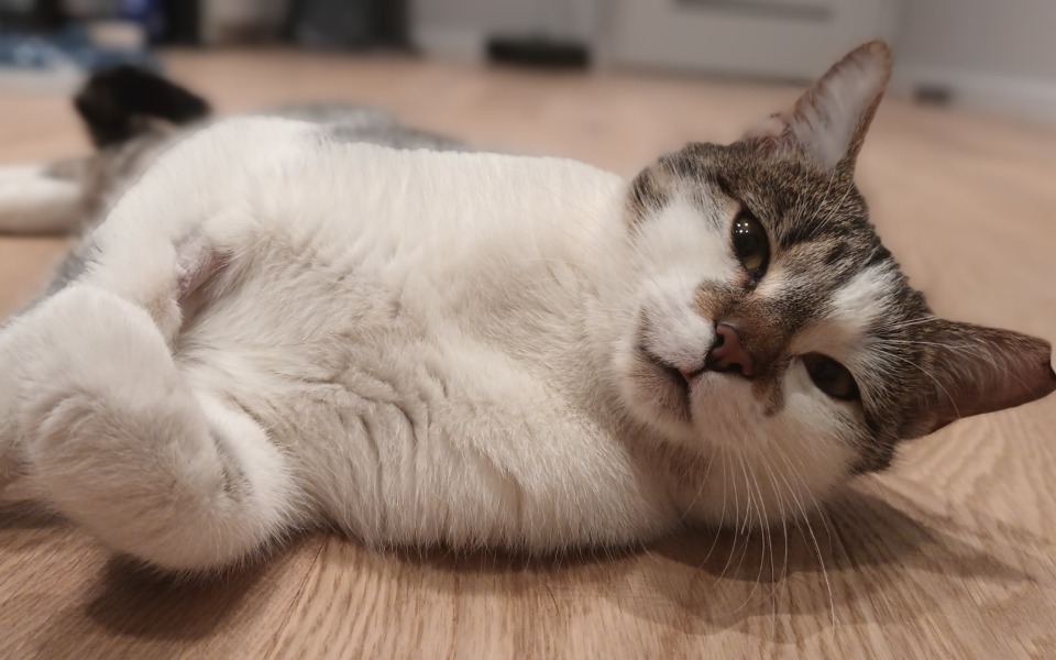 
        Kot leżący na podłodze, zrelaksowany i wylegujący się.
    