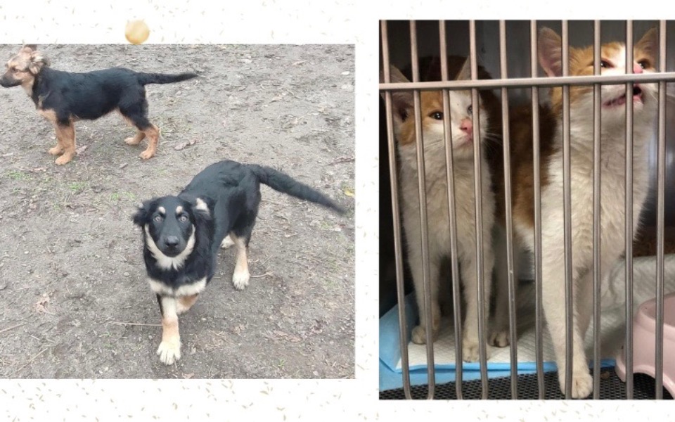 
        Zbiórka Daj piątaka-wspomóż bezdomniaka - zdjęcie główne
    