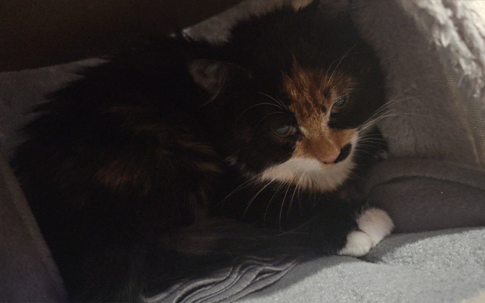 
        Kot o tricolorowym futrze, leżący w przytulnym miejscu.
    