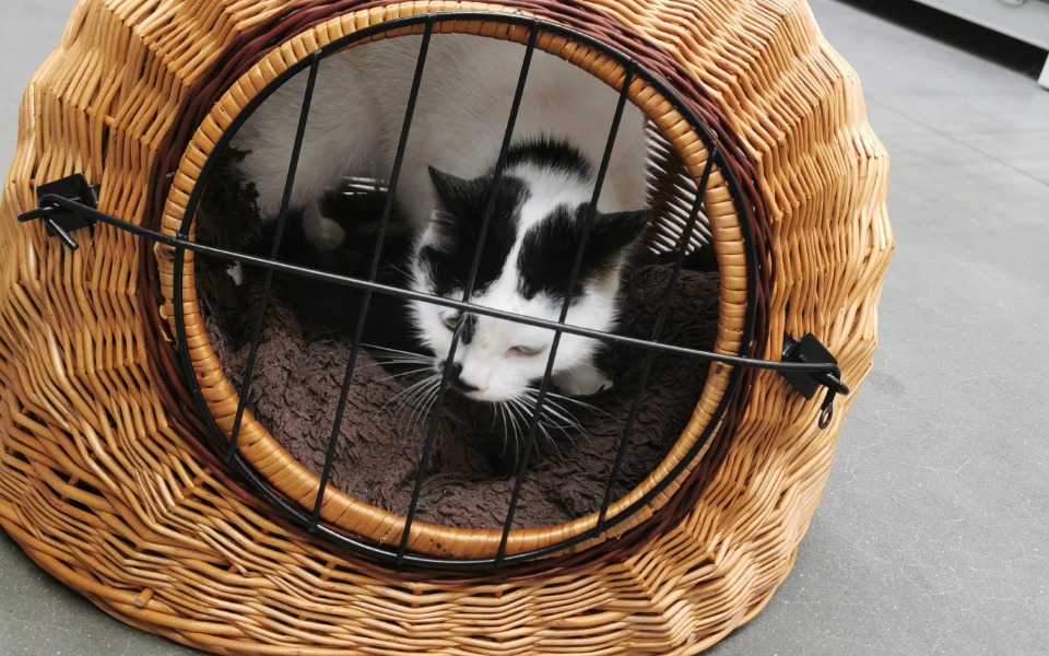 
        Kot wychodzący z wiklinowego kosza, z widoczną kratką.
    