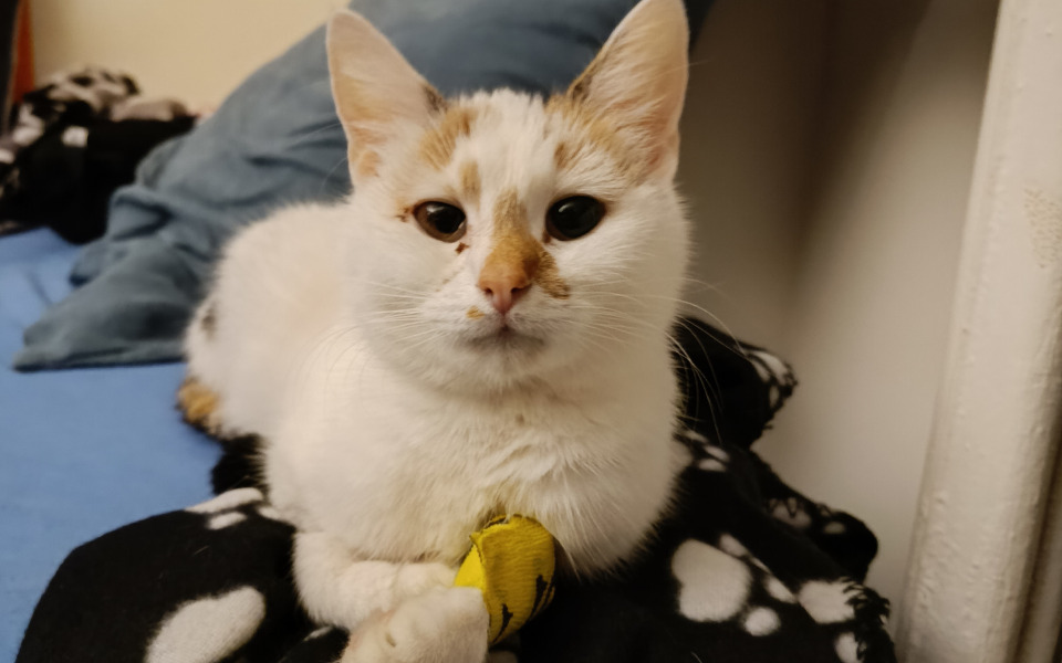 
        Zbiórka Pomóżmy Dzidce wrócić do zdrowia - zdjęcie główne
    