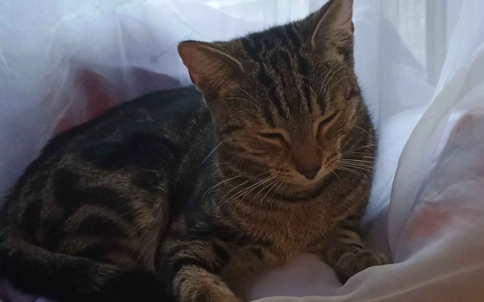 
        Kot leżący na poduszce, z zamkniętymi oczami.
    