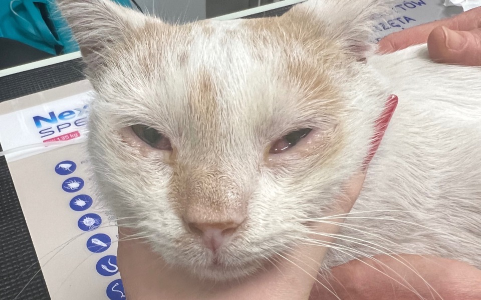 
        Kot z problemami zdrowotnymi, trzymany w rękach weterynarza.
    