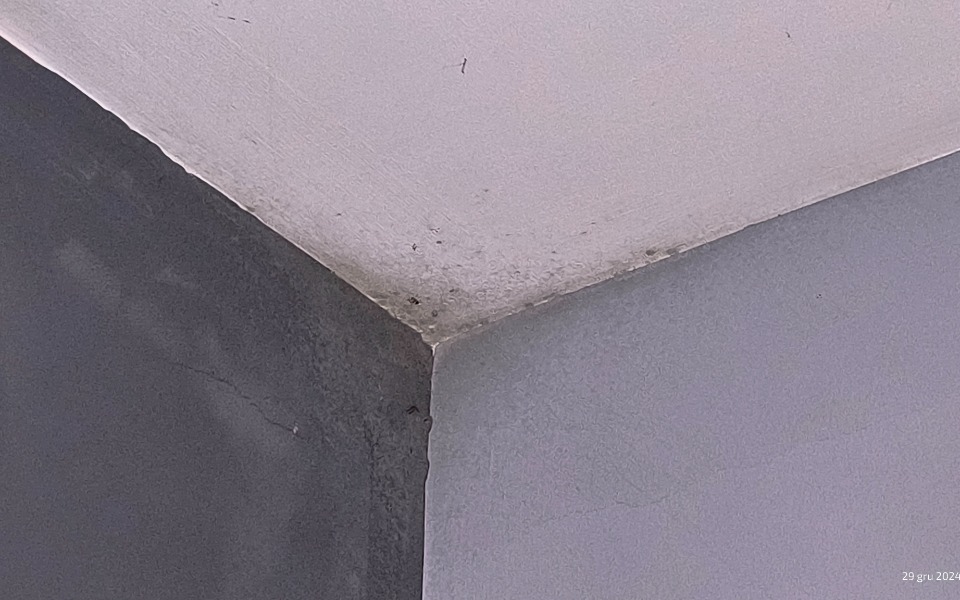 
        Kąt ściany z widoczną pleśnią.
    