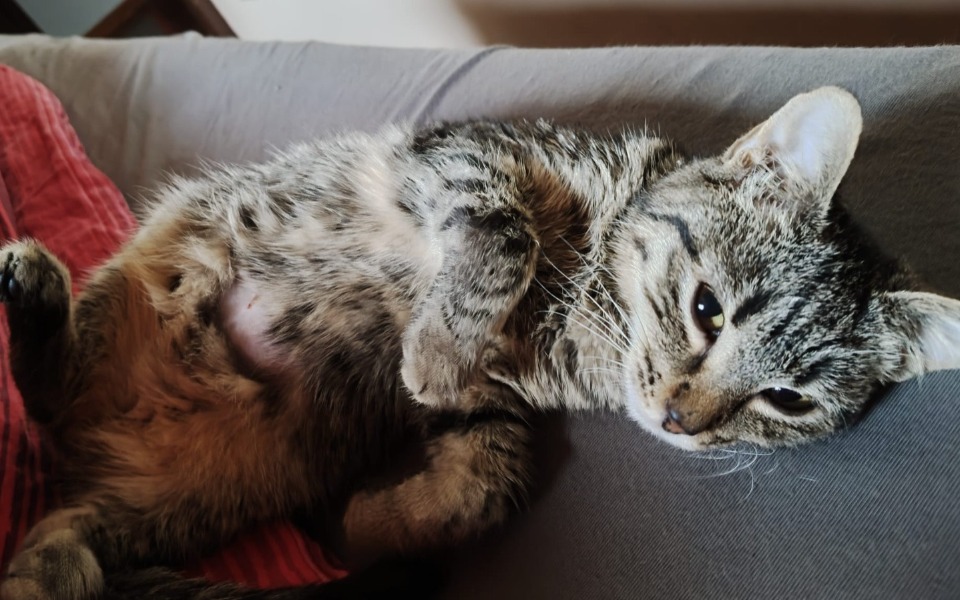 
        Kot leży na kanapie, pokazując brzuszek.
    