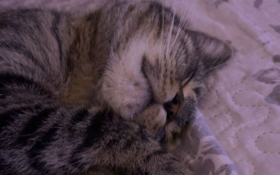 
        Śpiący kot leżący na łóżku, z zamkniętymi oczami.
    