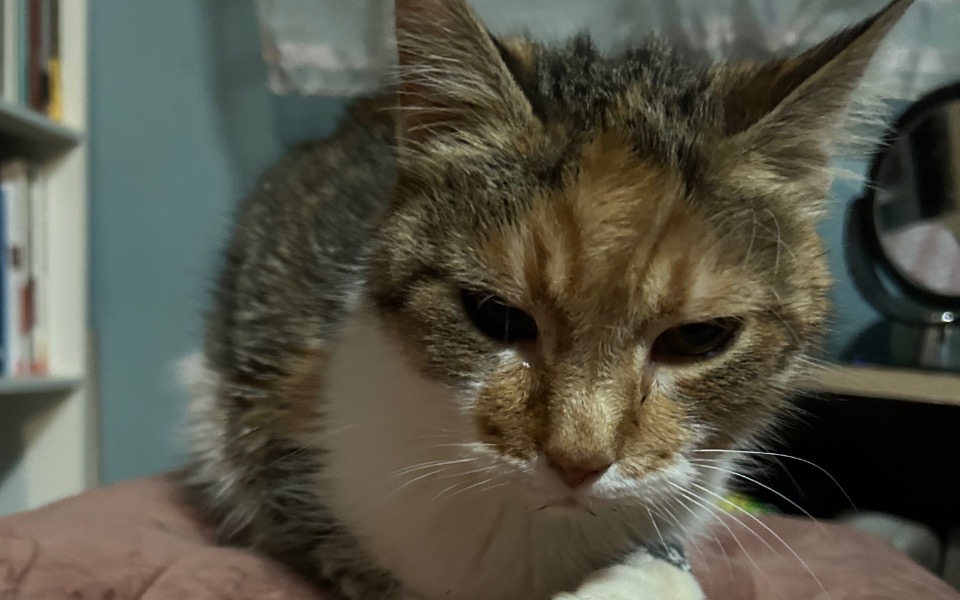 
        Zbiórka Dla Ryby na koszty weterynarza - zdjęcie główne
    