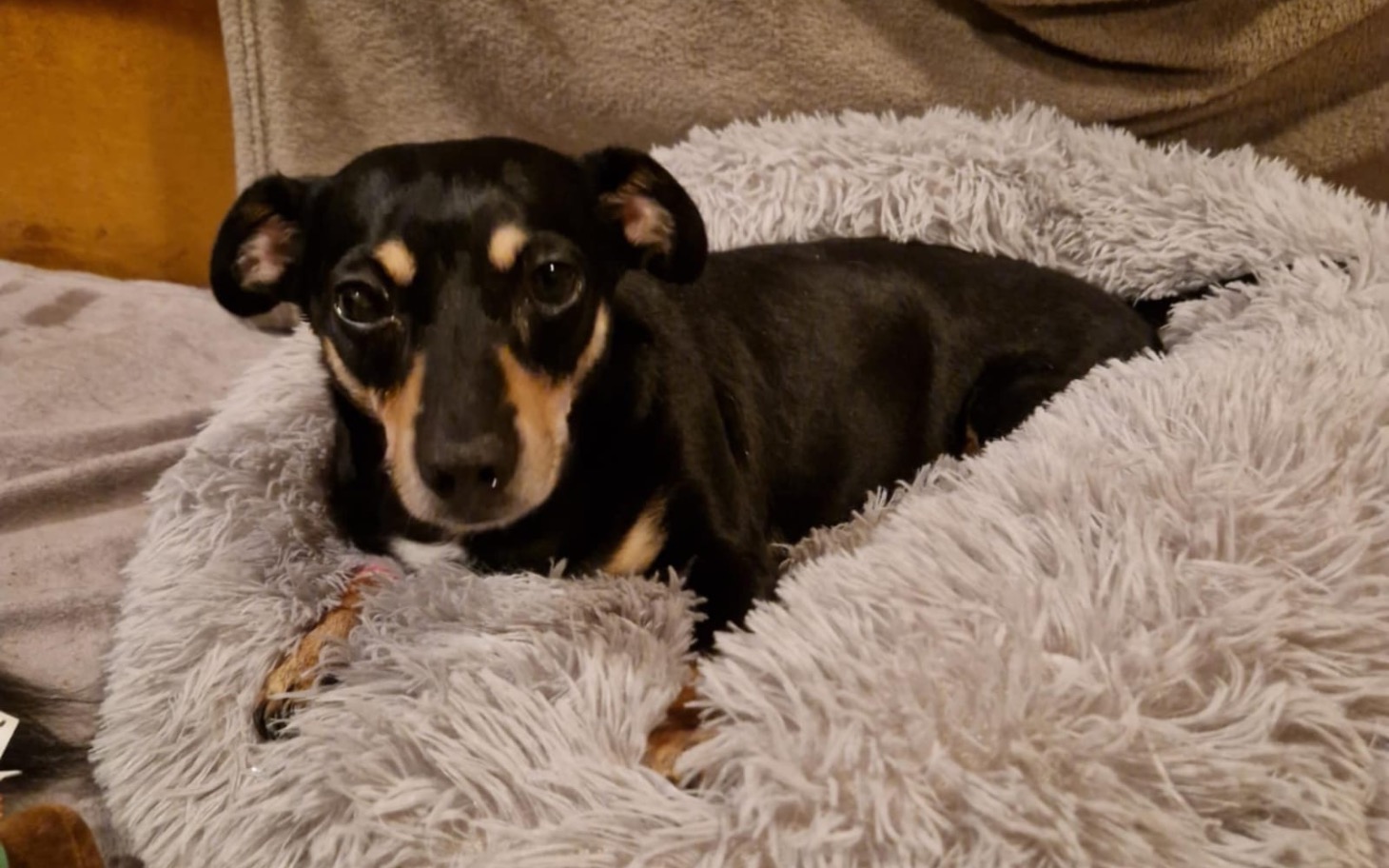 
        Mały piesek w miękkim legowisku, wyglądający na zrelaksowanego.
    