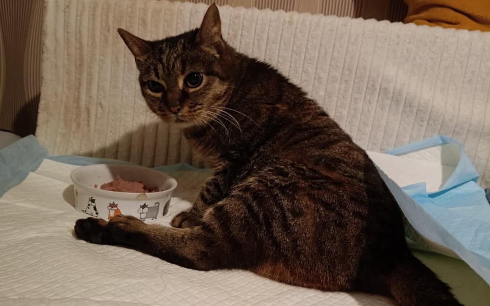 
        Kot siedzący obok miski z jedzeniem na podłodze.
    