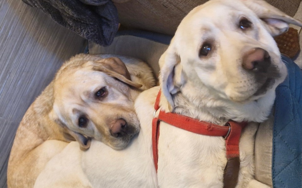 
        Dwa labradory leżące obok siebie na kanapie.
    