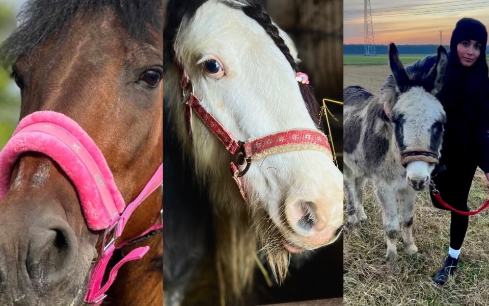 
        Zbiórka Stajnia dla uratowanych koni - zdjęcie główne
    