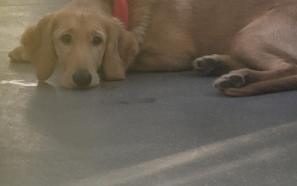 
        Zbiórka Spełnienie marzeń2025 - zdjęcie główne
    