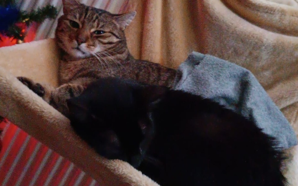 
        Dwa koty leżące obok siebie, odpoczywające w wygodnym miejscu.
    