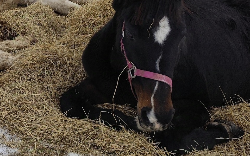 
        Zbiórka Czy to koniec Rakony - zdjęcie główne
    