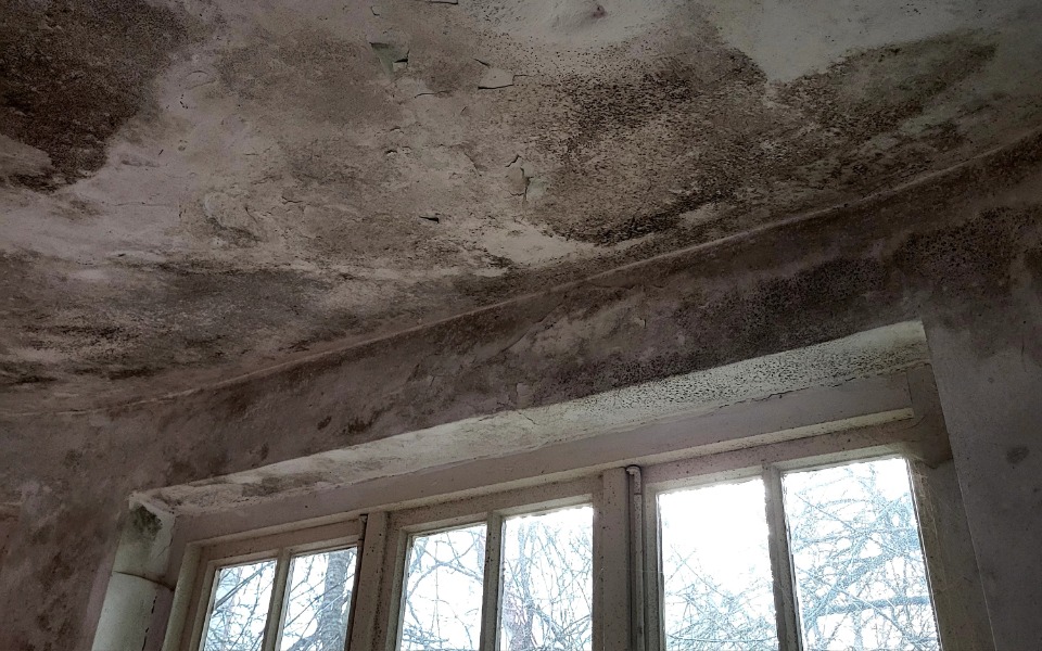 
        Zbiórka Na walkę z grzybem, po zdrowie.. - zdjęcie główne
    