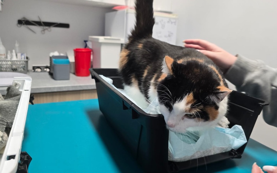 
        Kot w klinice weterynaryjnej, badający nowe otoczenie.
    