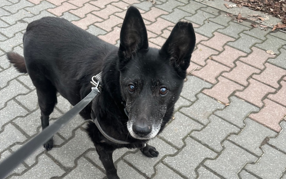 Czarny pies na spacerze, patrzy w obiektyw.