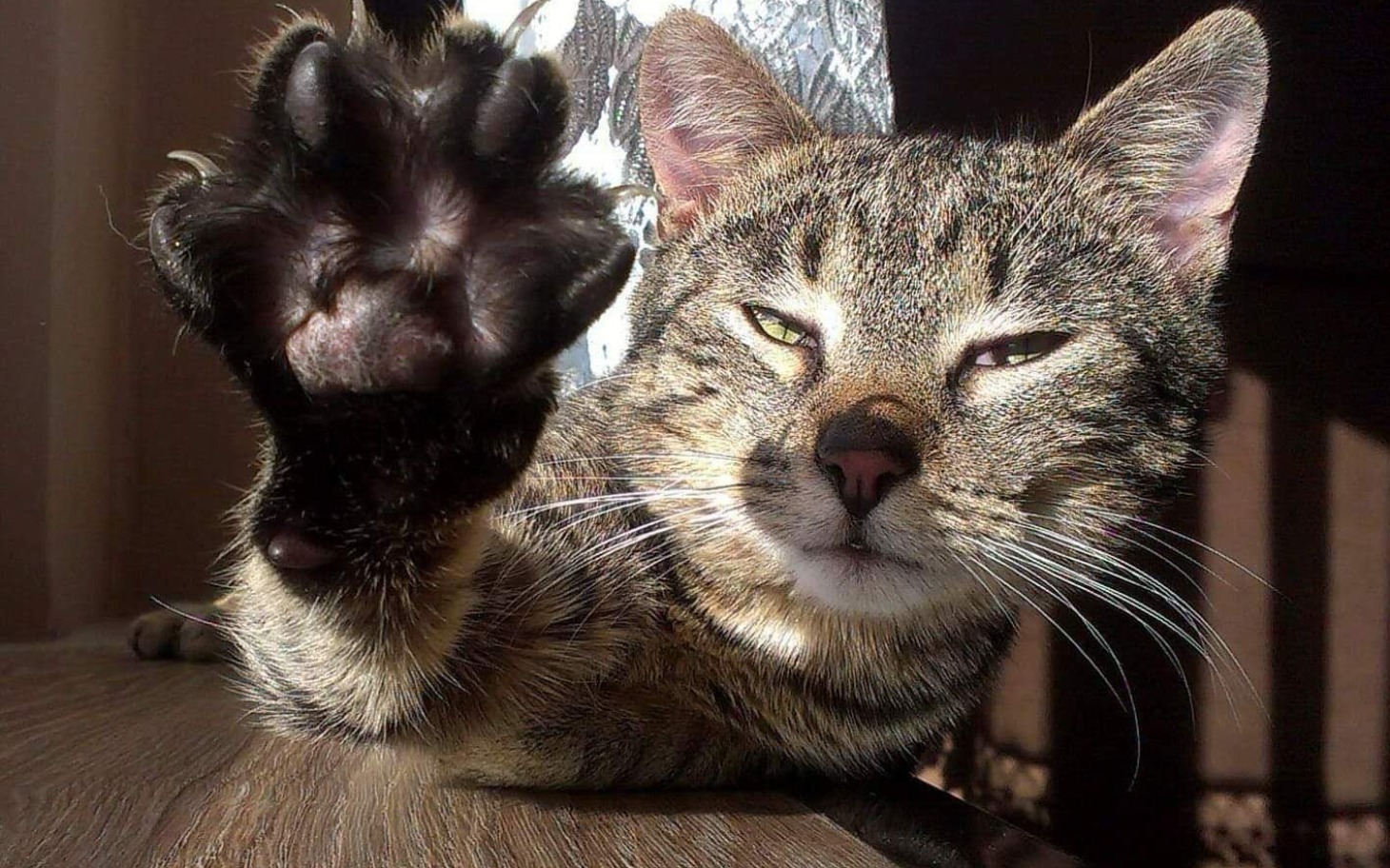 
        Kot leżący na stole, podnoszący łapę w stronę obiektywu.
    