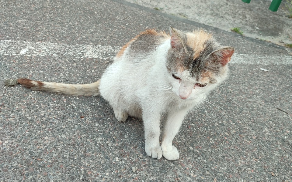 
        Zbiórka Pomoc kotom w mieście Terespol. - zdjęcie główne
    