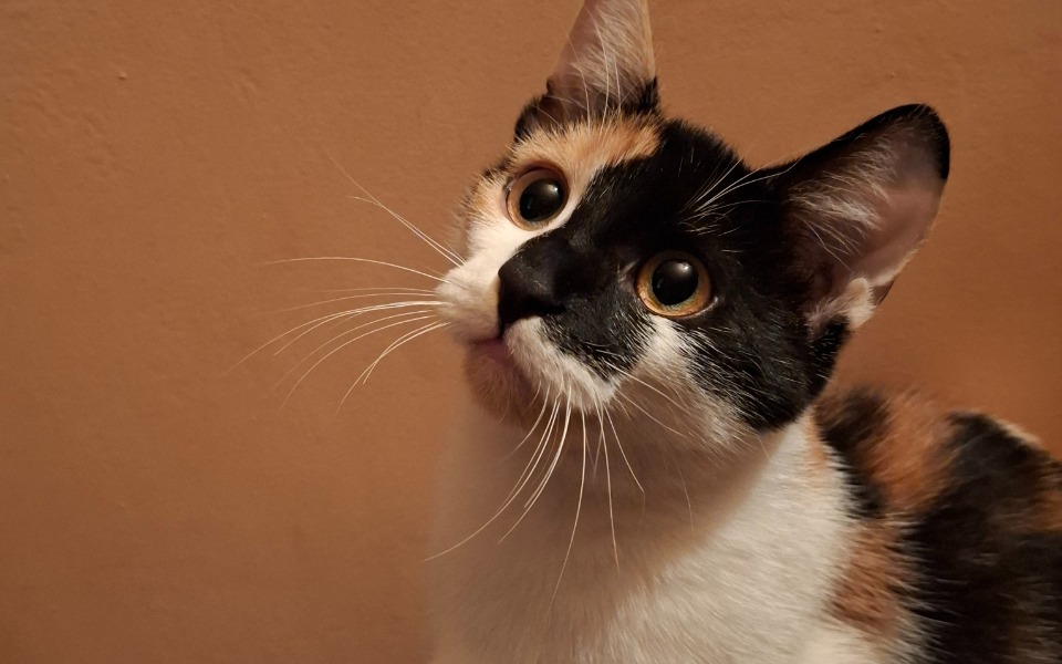 
        Zbiórka Pilnie potrzebuje na weterynarza - zdjęcie główne
    