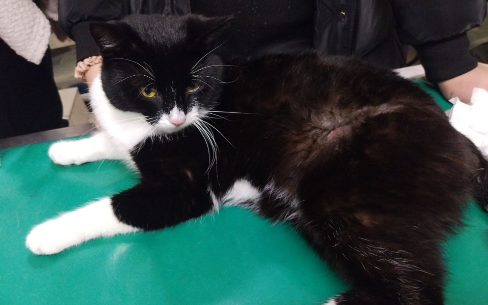 
        Czarny kot leżący na stole weterynaryjnym.
    