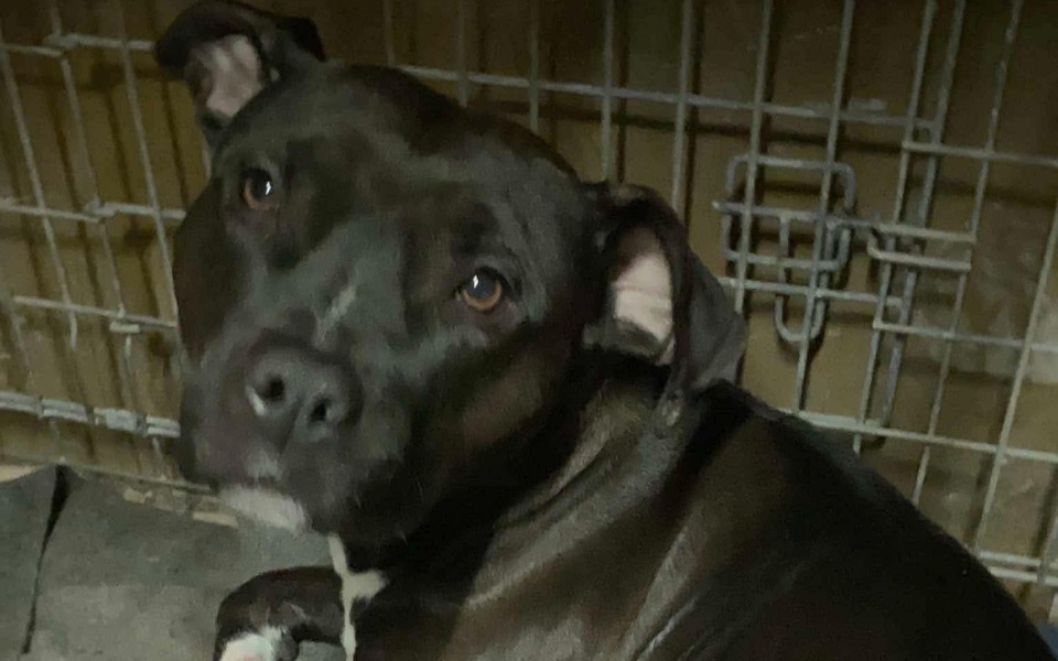 
        Czarny pies w klatce, z wyrazem przyjaznym i ciekawym.
    