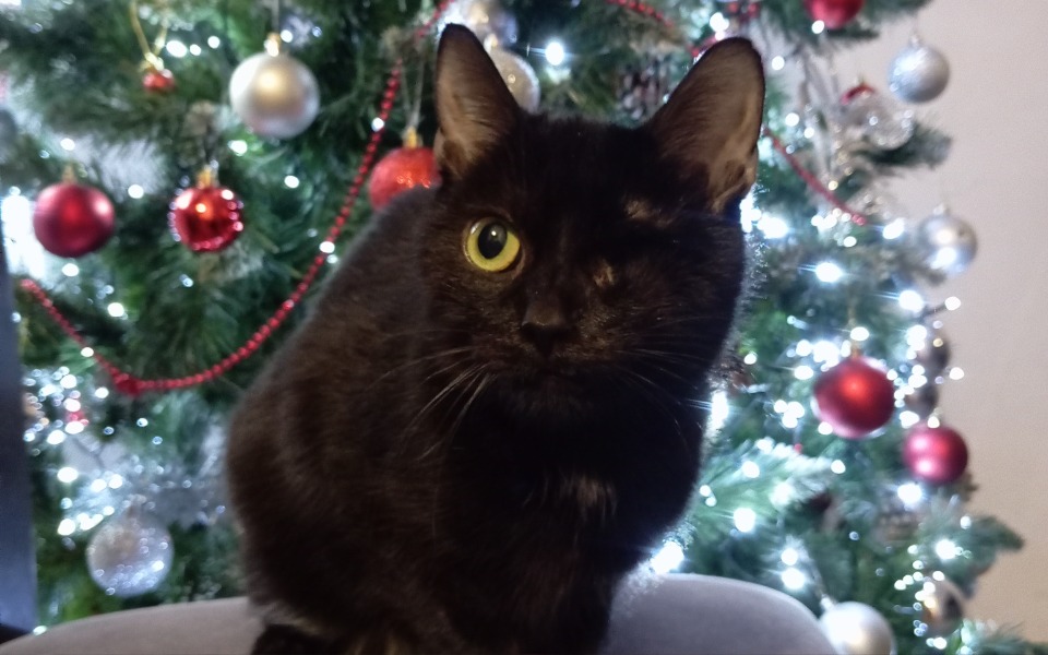 Czarny kot z jednym okiem, siedzący przed choinką.