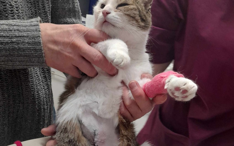 
        Kot w opiece weterynaryjnej z opatrunkiem na łapie.
    