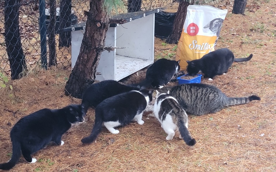 
        Grupa kotów jedzących z misek w otoczeniu drzew.
    