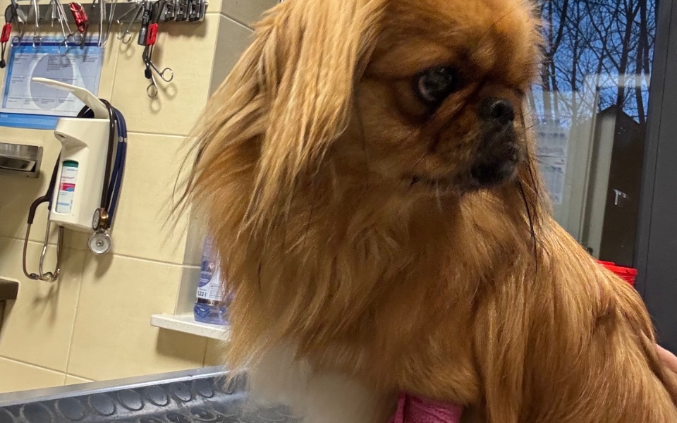 
        Zbiórka Pomóż mi uratować Gucia - zdjęcie główne
    