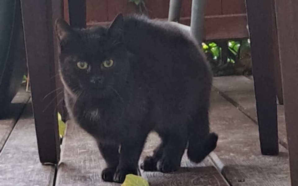 
        Czarny kot spacerujący po drewnianym tarasie.
    