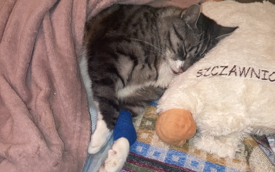 
        Zbiórka Zbiórka dla kotka Felusia - zdjęcie główne
    