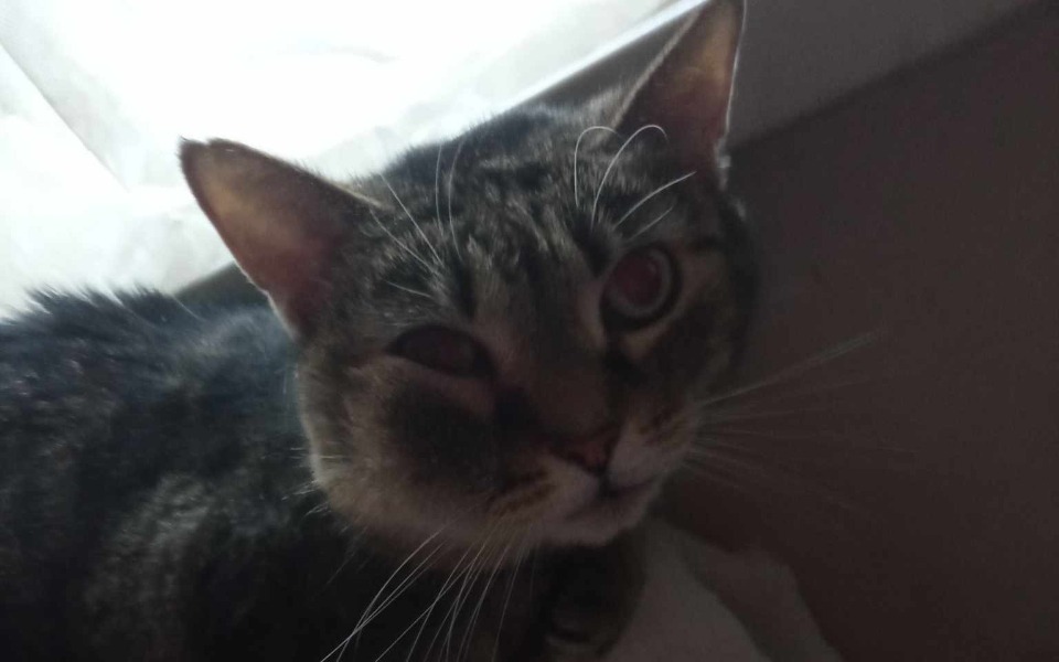 
        Kot z jednym okiem, leżący w świetle.
    