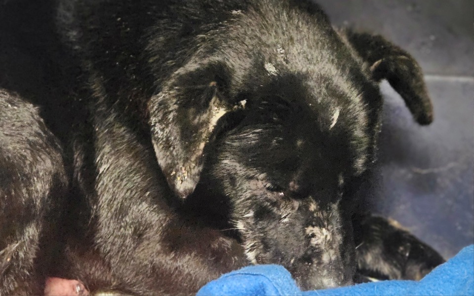 
        Zbiórka Ratujemy życie - zdjęcie główne
    