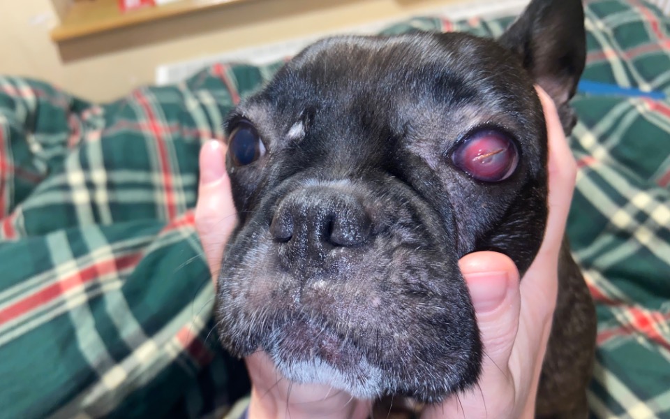 
        Pies rasy buldog francuski z problemami zdrowotnymi.
    