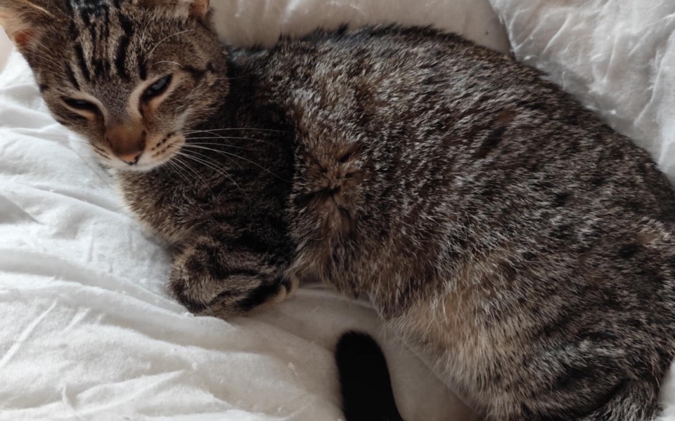 
        Kot leżący na białej pościeli, zrelaksowany i spokojny.
    