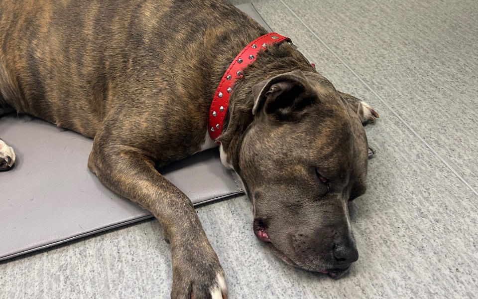 Śpiący pies na podłodze, spokojna chwila.