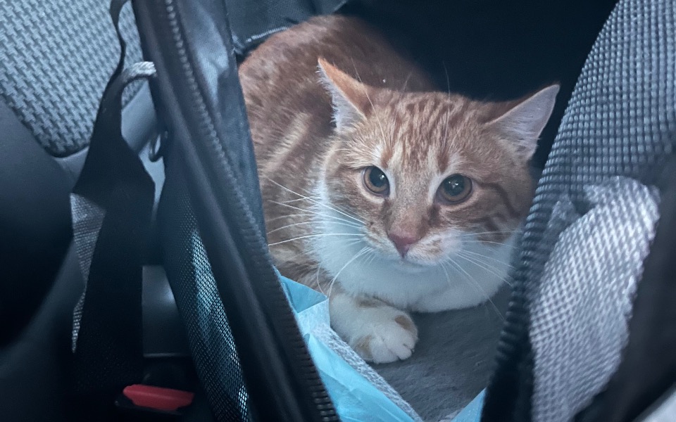 
        Zbiórka Na transport 3 kotków - zdjęcie główne
    