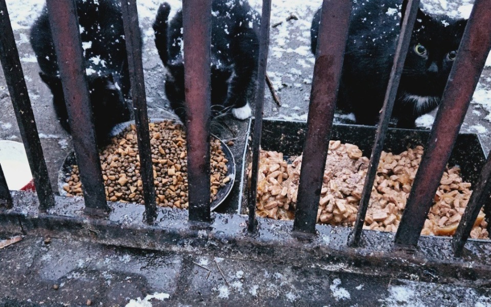 Trzy czarne koty jedzące z misek w zimowej scenerii.