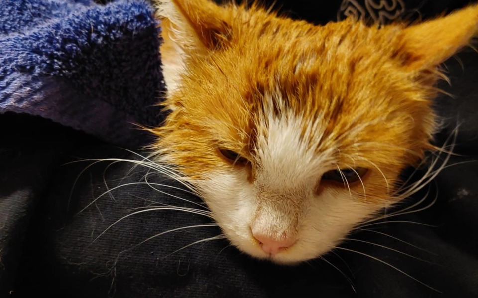 
        Słodki, mokry kot leżący na poduszce.
    