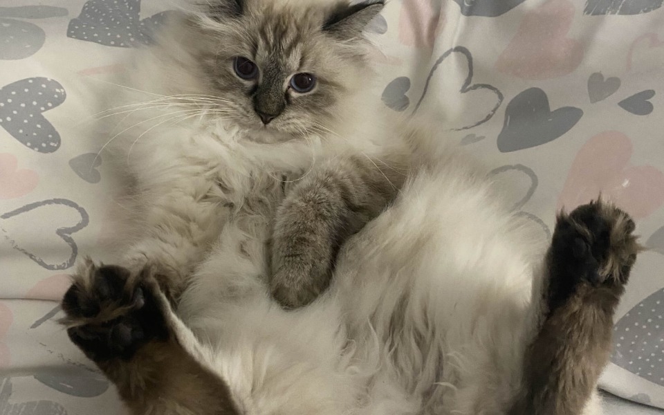 
        Kot leżący na poduszce, zrelaksowany i wyluzowany.
    