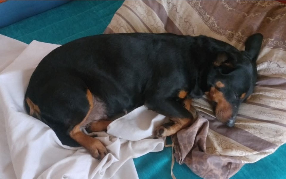 
        Śpiący pies na poduszce, otulony w kołdrę.
    