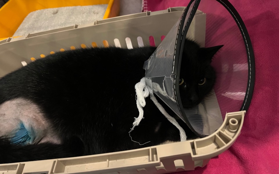 
        Zbiórka Łapka Klementyny - zdjęcie główne
    