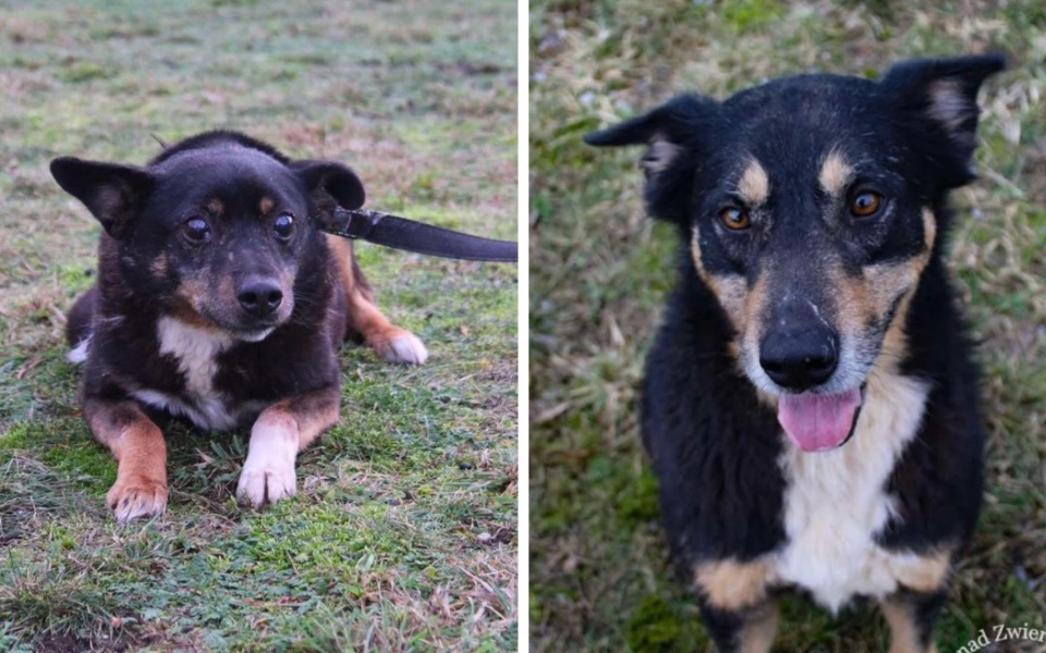 
        Dwa psy na trawie, jeden leży, drugi stoi.
    