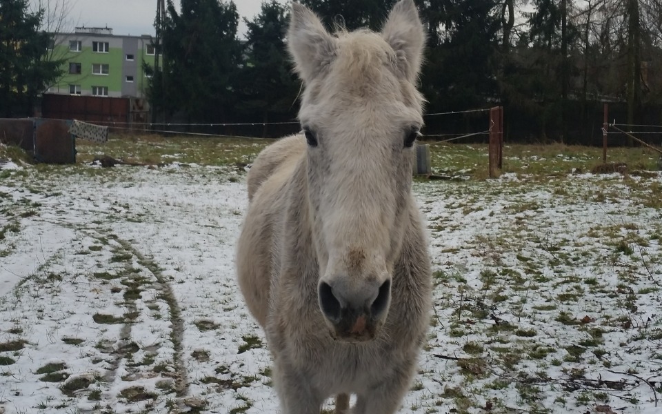 
        Biały koń na tle zielonej trawy i drzew.
    